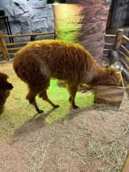 -Zoolung Zoolung动物主题公园(海信广场店)