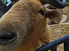 -石家庄市动物园