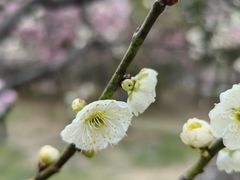 -梅花山(明孝陵内)