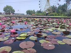 -白洋淀景区