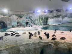 -帝企鹅自助餐厅•儿童岛•真企鹅(长隆企鹅酒店)