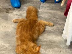 -楼上猫咖(罗湖店)