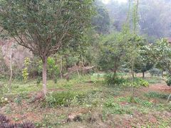 -南宁良凤江国家森林公园