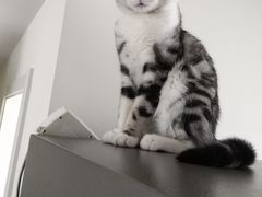 -爱侣宠医·鹦鹉专科·小型哺乳类·异宠专科(灵石路店)