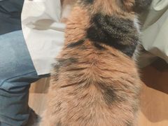 -滚猫咖啡·猫咖·猫友好撸猫(未来城店)