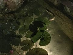 -Izumi Japanese Kitchen
