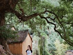 -杨家堂村