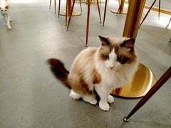 -飞行喵MR PILOT|猫舍·猫咖(静安大融城店)