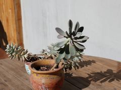 -馬蘭花開(车站大道店)