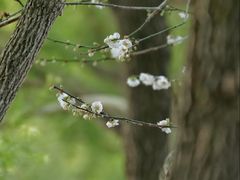 -中山市树木园