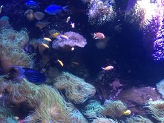 -悉尼海洋生物水族馆