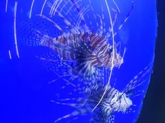 -江和美海洋公园