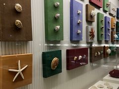 -青岛贝壳博物馆