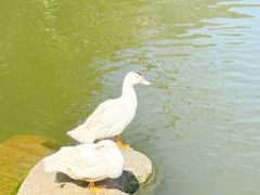 -新江湾城公园