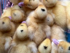 -桂林市花鸟市场