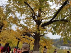 -千年银杏谷文化旅游区