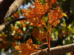 -石屏老字号4号包浆豆腐美食城(泼水广场店)