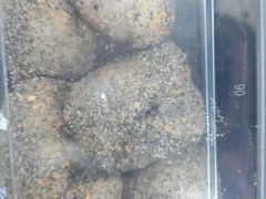 -叶氏麻糍(鼓浪屿店)