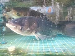 -浔味·山屿湖·正宗全鱼宴老字号
