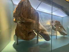 -国家自然博物馆