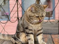 -喵屿·大理花园猫咖