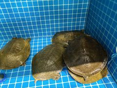 -元银甲·湖北地标美食(汉阳店)