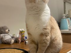 -东方名猫馆·英短金渐层布偶猫舍(环线广场1号楼店)