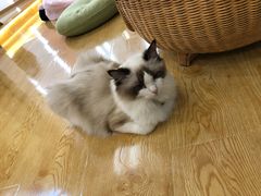 -SUGAR糖薯·章鱼烧(鹏欣水游城店)