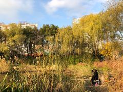 -新江湾城公园