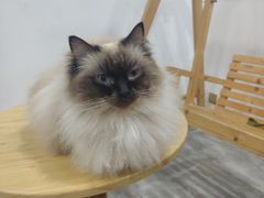 -楼上猫咖(罗湖店)