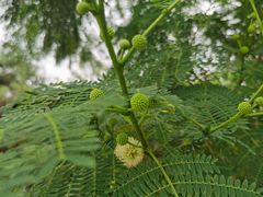 -火炉山森林公园