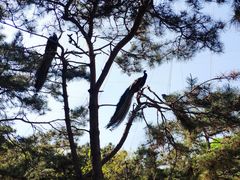 -燕塞湖鸟语林景区