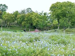 -春花秋色城市公园