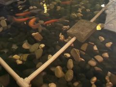 -悦慕·花满溪(新城吾悦店)