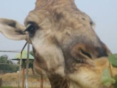 android_upload_pic-西安秦岭野生动物园