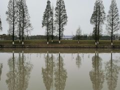-高东镇樱花园