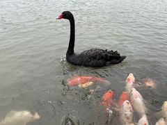 -大湾区中央湿地公园