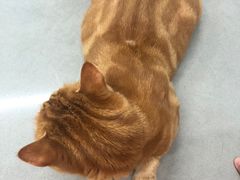 -爱侣宠医·鹦鹉专科·小型哺乳类·异宠专科(灵石路店)