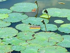 -野鸭湖国家湿地公园