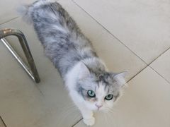 -怪兽屋·羊驼·猫咖·狗咖(俊华广场店)