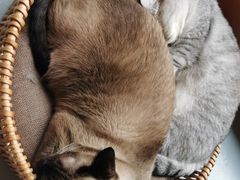 -猫友咖啡店(玉林西路店)