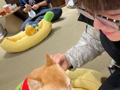 -逗柴咖啡屋·狗咖猫咖宠物桌游