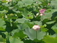 -荷塘月色湿地公园·向阳花洲