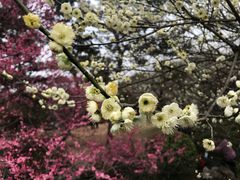 -杭州植物园