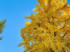 -天正河鲀·河豚亭(大连店)