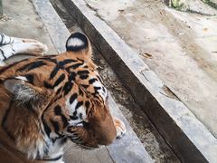 -栾川竹海野生动物园