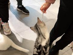 -吉丁鸟咖·异宠·寄养