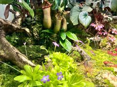 -国家植物园南园