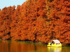 -上海海湾国家森林公园