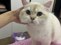 -伟伟宠物医院·CT影像中心·瑞派犬猫综合性门诊(汉口总院)